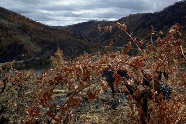 Viñedos quemados de la parroquia de Seadur en Ourense