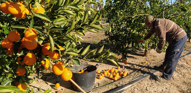 Archivo - Recogida de naranja