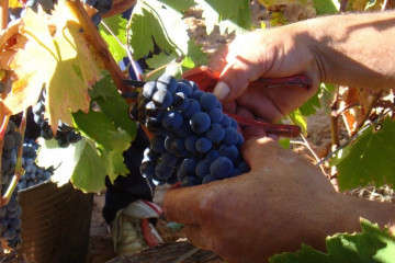Archivo - Vendimia en Ribera del Duero