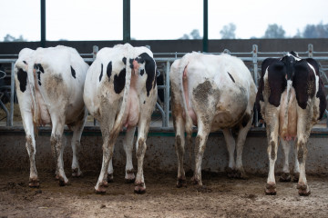 Archivo - Varias vacas lecheras comen pienso y cereales,