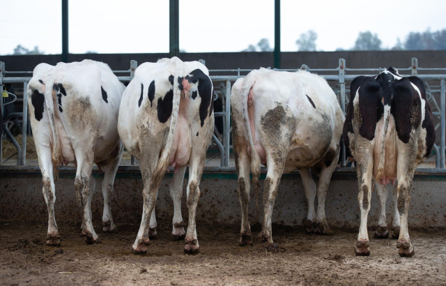 Archivo - Varias vacas lecheras comen pienso y cereales,