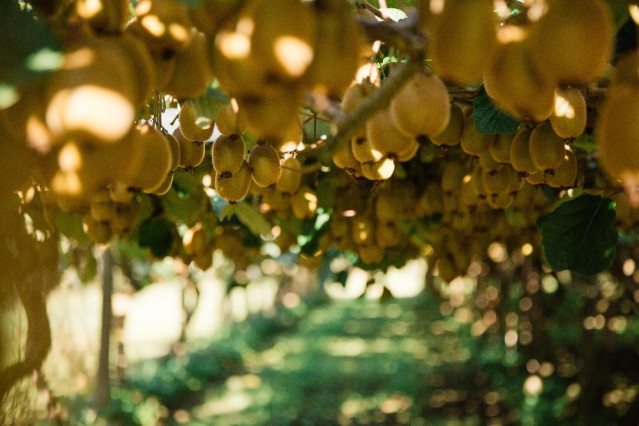 Plantación de kiwis