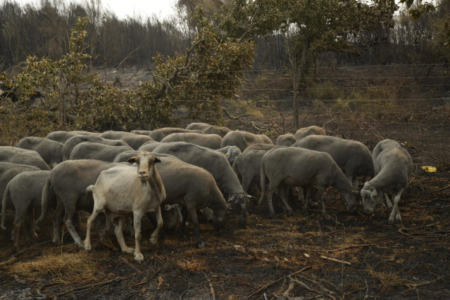 Archivo - Ovejas supervivientes del fuego  a 15 de agosto de 2025, en A Caridade, Monterrei, Ourense, Galicia (España).