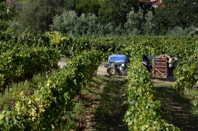 Archivo - Vendimia y carga de uvas en contenedor en una de las viñas que abastecen a la bodega Pazo do Mar en Feá, a 8 de septiembre de 2023, en El Olivar, concello de Toén, Ourense, Galicia (España).