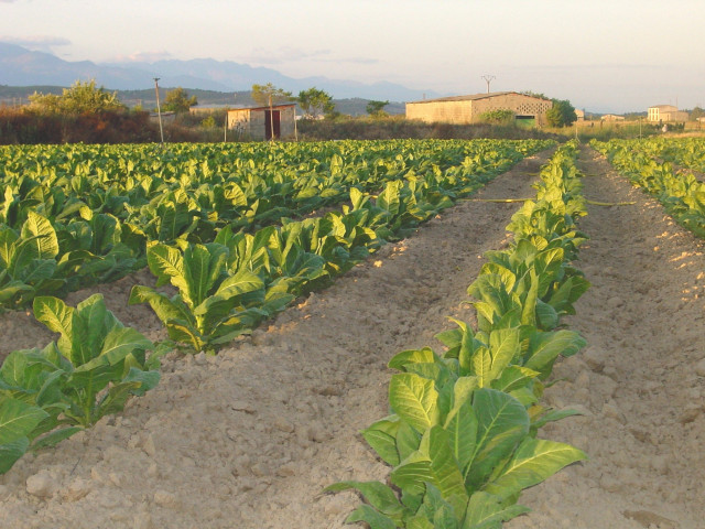 Archivo - Cultivo de tabaco, Extremadura