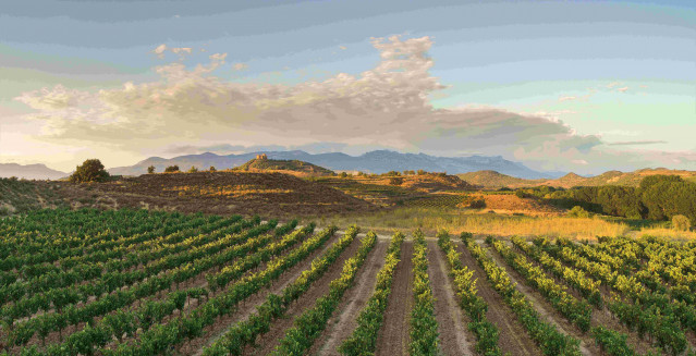 Foto viñedo