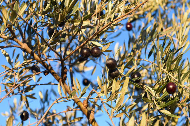 Archivo - Detalle de un olivo con aceitunas.
