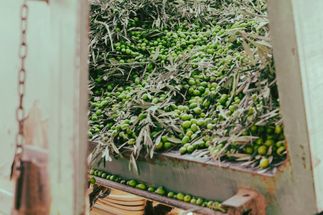 Archivo - Recolección de aceituna para producción de aceite de oliva.