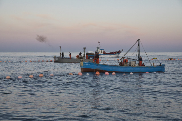 Varios pescadores durante la ‘levantá’ del atún en las inmediaciones de Barbate, a 27 de mayo de 2025, en Barbate, Cádiz, Andalucía (España).