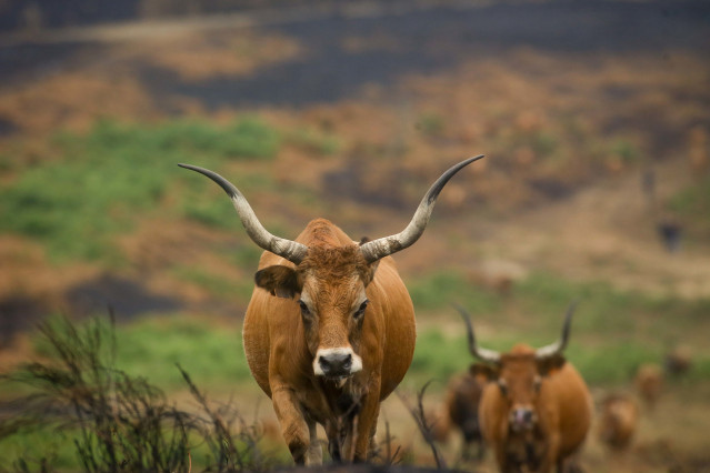 Archivo - Varias vacas en terrenos calcinados de la ganadería de alta montaña de Mario Nogueira, a 29 de agosto de 2025, en Quiroga, Lugo, Galicia (España). Todos los incendios declarados en Galicia permanecen bajo control. En las últimas horas se han dad