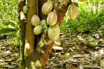 Archivo - Cultivo de cacao.