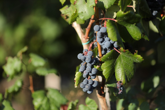 Uvas en una viña durante la vendimia