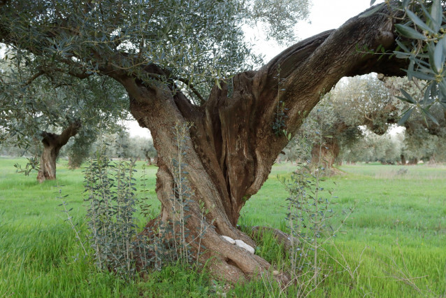 Archivo - Olivar tradicional