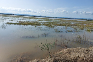 AVA-ASAJA estima que la Dana Alice ya causa dos millones de pérdidas en el arroz