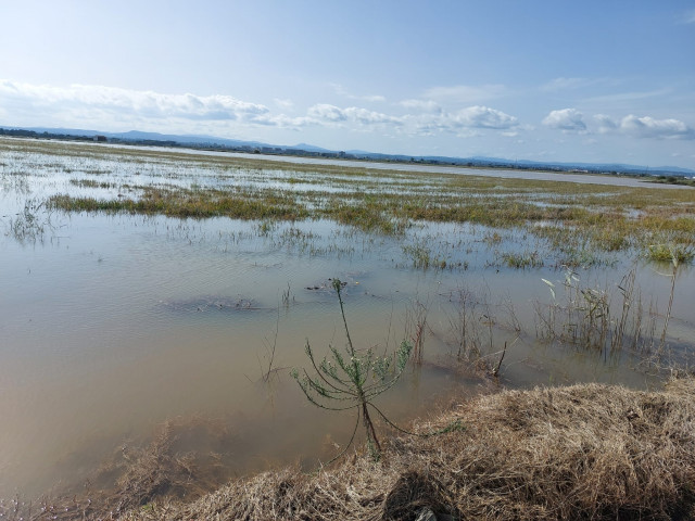 AVA-ASAJA estima que la Dana Alice ya causa dos millones de pérdidas en el arroz