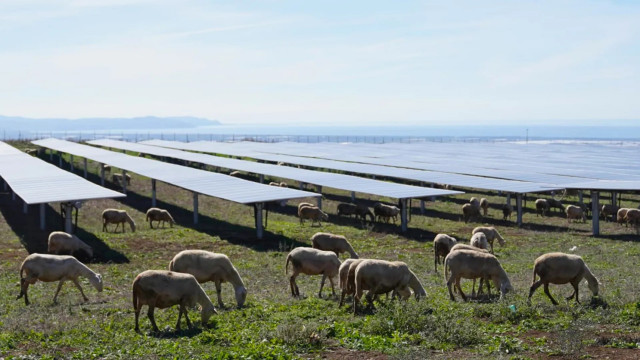 Ovejas bajo los paneles solares en Italia.