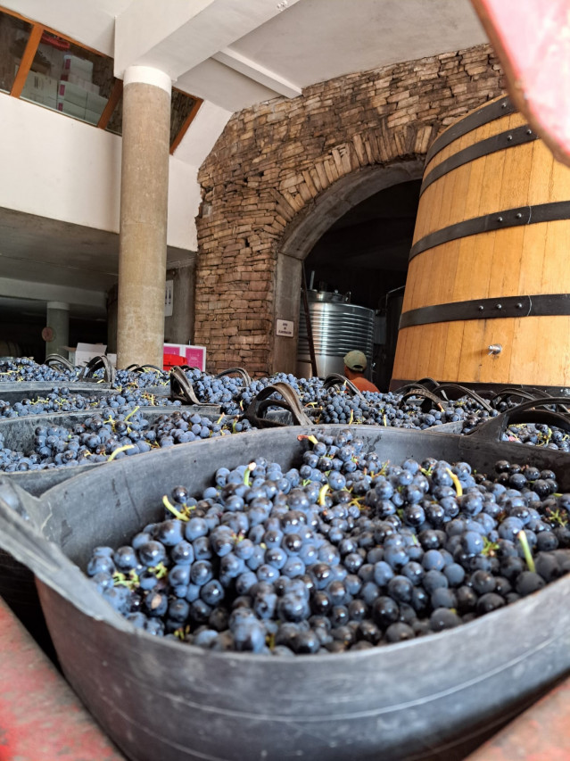 Imagen de la vendimia de 2025 en la DO Bierzo