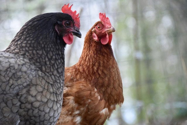 Archivo - Gallinas en Cantabria