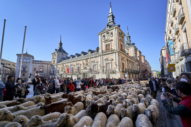 Archivo - Un rebaño trashumante de cabras y ovejas, frente a la Plaza de la Villa