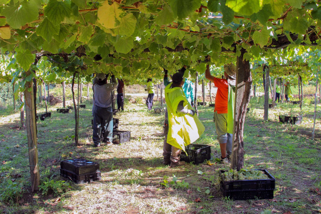 Vendimia en Rías Baixas