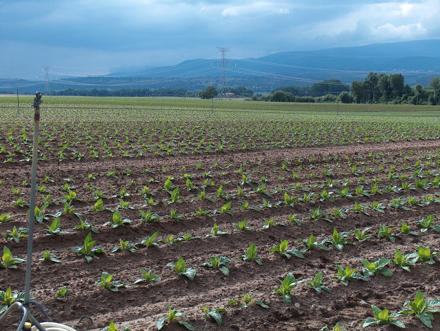 Archivo - Plantación de tabaco
