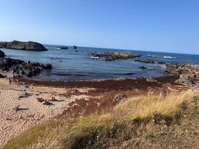 Archivo - Alga asiática en playas de Noja