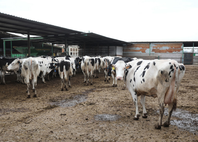 Archivo - Varias vacas lecheras,