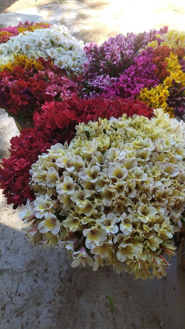 Flores de invernaderos de la Costa Noroeste de Cádiz recogidas para la campaña de Todos los Santos