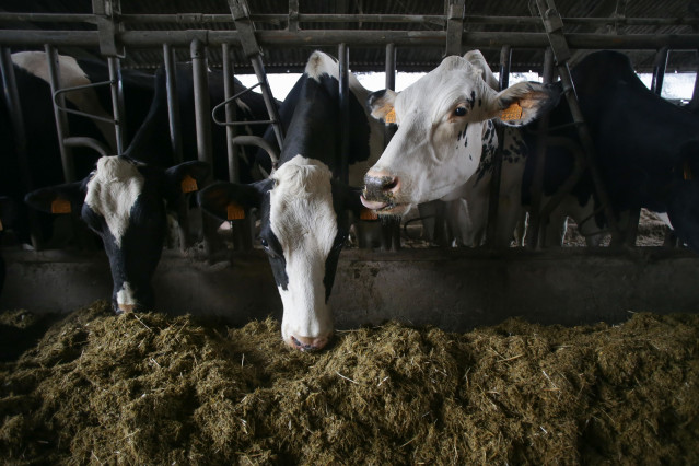 Archivo - Varias vacas en una ganadería de lácteo en la parroquia de Piñeiro, en Xermade (Lugo)