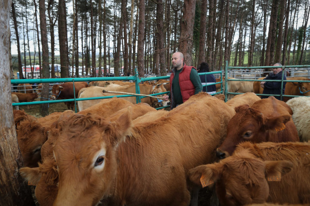 Varias vacas durante la Feria de Muras, Lugo