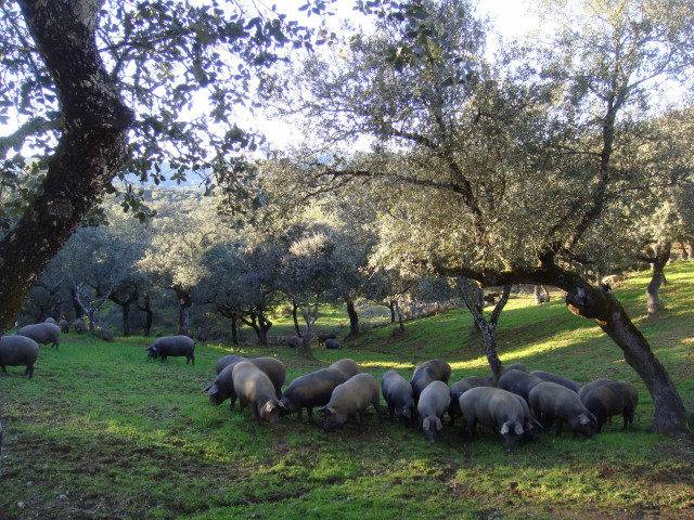 Archivo - Cerdos ibéricos se alimentan en una dehesa.