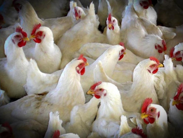 La decisión se toma tras haberse detectado en los últimos días grullas comunes muertas en humedales de la comunidad aragonesa.