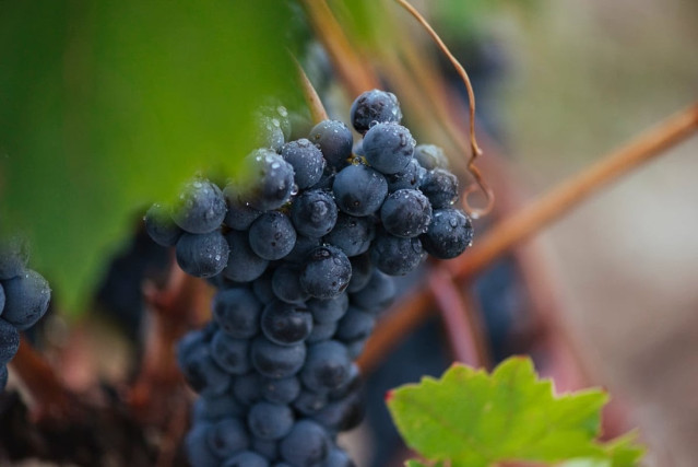 Rioja ultima su vendimia 