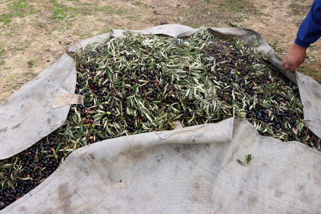 UPA celebra la nueva norma de comercialización del aceite de oliva y estima que este año se venderá todo lo producido.