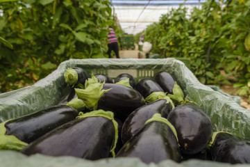 Archivo - La comercialización de segundas categorías de berenjena larga vuelve al mercado andaluz tras 20 días suspendida