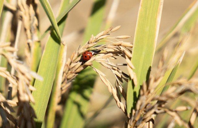 Archivo - Una mariquita posada en unas semillas de arroz en las marismas del Guadalquivir.