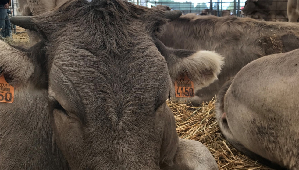 Archivo - Vaca, ganado, feria, vacuno