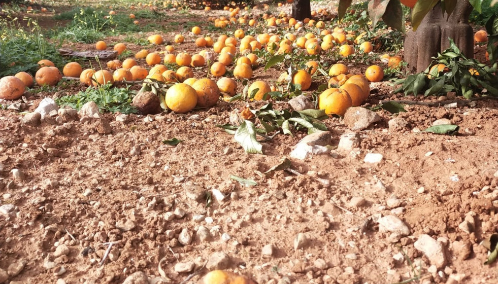 Archivo - Cítricos en la tierra