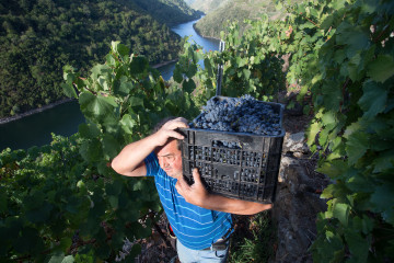 Archivo - Un vendimiador transporta en una caja parte de la cosecha recogida en el viñedo de la Bodega Algueira de la D.O. Ribeira Sacra de Lugo durante la temporada 2020, en Doade, Lugo, Galicia (Es