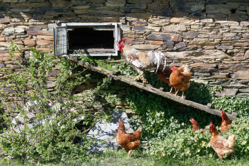 Archivo - Varias gallinas y un gallo en un corral,