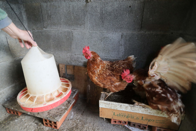 Explotación avícola.