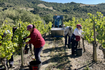 Archivo - Vendimia en la Denominación de Origen Somontano.