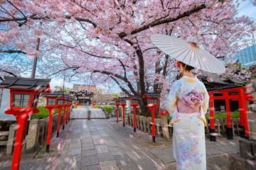 Young Japanese woman in a  traditional Kimono dress strolls by Rokusonno shrine during full bloom sakura cherry blossom period in Kyoto, Japan