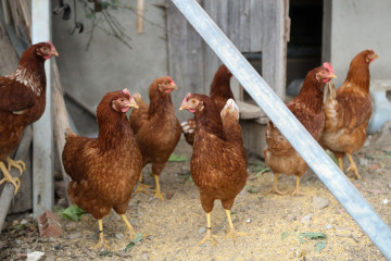 Gallinas en gallineros