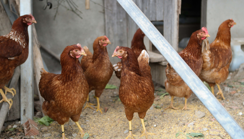 Gallinas en gallineros