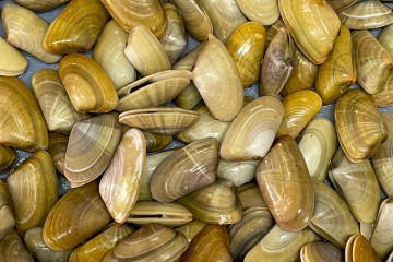 Archivo - Coquinas de Huelva.