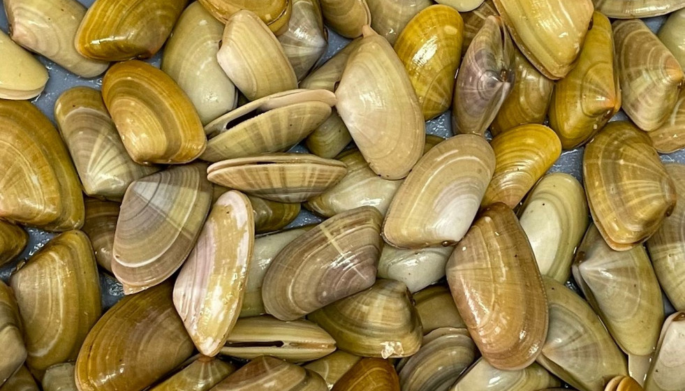 Archivo - Coquinas de Huelva.