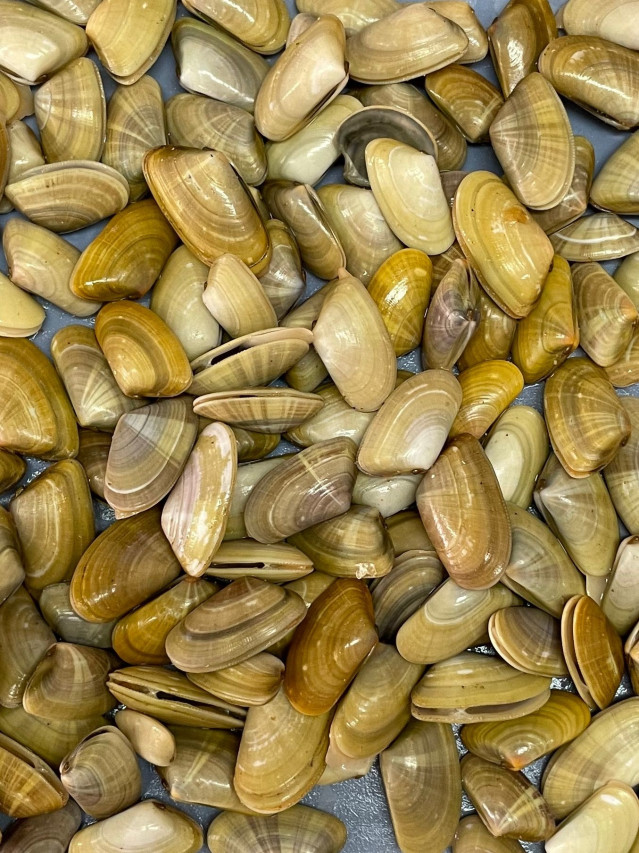 Archivo - Coquinas de Huelva.