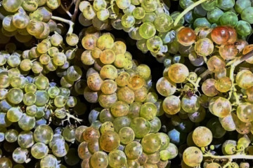 Imagen de archivo de racimos de uvas