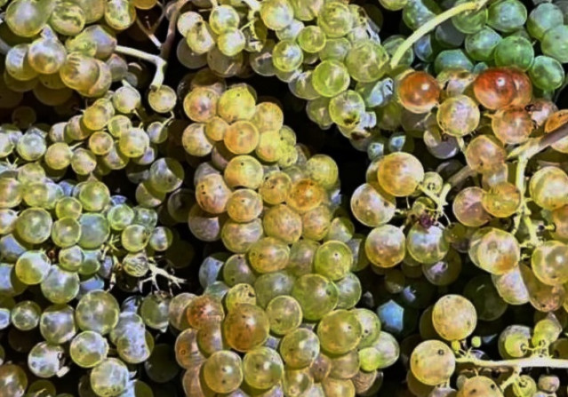 Imagen de archivo de racimos de uvas